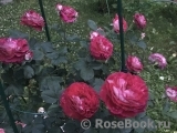 Belle de Segosa® Belle de Segosa®