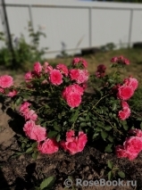 Rosarium Uetersen Rosarium Uetersen