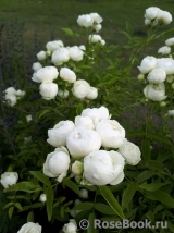 White Morsdag White Morsdag
