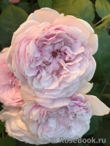 Olivia Rose Austin Olivia Rose Austin