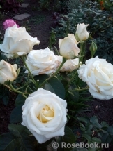 Chopin Chopin