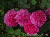 Princess Anne Princess Anne