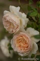 Crocus Rose® Crocus Rose®