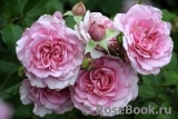Perse Rose, The Perse Rose, The
