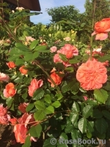 Summer Song Summer Song
