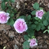Lavender Ice Lavender Ice