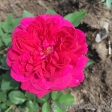 Darcey Bussell Darcey Bussell