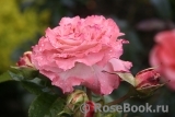 Augusta Luise Augusta Luise