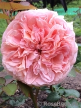 Abraham Darby Abraham Darby