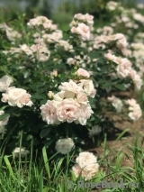 Aspirin Rose Aspirin Rose