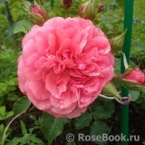 Rosarium Uetersen Rosarium Uetersen