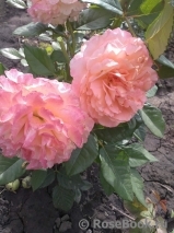 Augusta Luise Augusta Luise