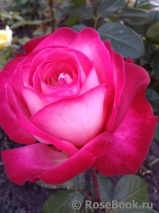 Rose Gaujard Rose Gaujard