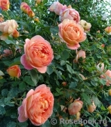 Lady of Shalott Lady of Shalott