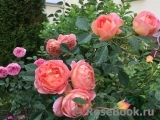 Lady of Shalott Lady of Shalott