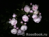 Hans Gonewein Rose Hans Gonewein Rose