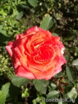 Valerie de Montgolfier ® Valerie de Montgolfier ®