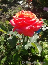 Valerie de Montgolfier ® Valerie de Montgolfier ®
