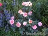 Abraham Darby Abraham Darby