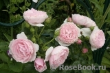 Hans Gonewein Rose Hans Gonewein Rose
