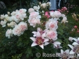 Chandos Beauty Chandos Beauty