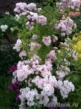 Heavenly Pink Heavenly Pink