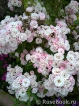 Heavenly Pink Heavenly Pink