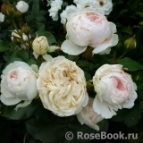 Herzogin Christiana ® Herzogin Christiana ®