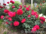 Dame de Coeur Dame de Coeur