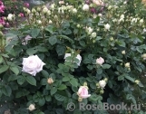 Madame Anisette ® Madame Anisette ®