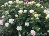 Madame Anisette ® Madame Anisette ®