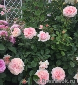 Garden of Roses Garden of Roses