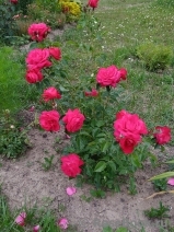 Rubinchen® Rubinchen®