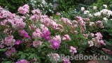 Heavenly Pink Heavenly Pink