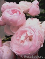 Hans Gonewein Rose Hans Gonewein Rose