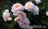 Crocus Rose® Crocus Rose®