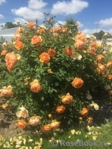 Lady of Shalott Lady of Shalott
