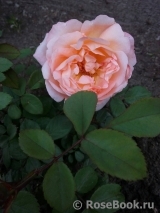 Lady Emma Hamilton Lady Emma Hamilton