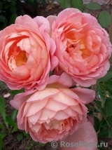 Lady of Shalott Lady of Shalott