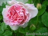 Abraham Darby Abraham Darby