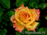 Gartenspass ® Gartenspass ®