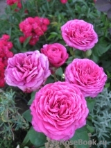 Heidi Klum Rose Heidi Klum Rose
