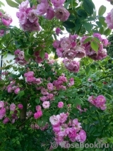 Apple Blossom Apple Blossom