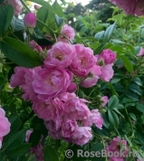 Apple Blossom Apple Blossom