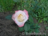 Belle Perle Belle Perle