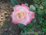 Belle Perle Belle Perle