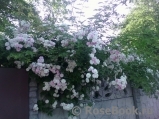 Paul’s Himalayan Musk Paul’s Himalayan Musk