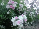 Paul’s Himalayan Musk Paul’s Himalayan Musk