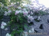 Paul’s Himalayan Musk Paul’s Himalayan Musk