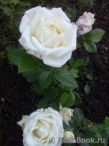 Chopin Chopin